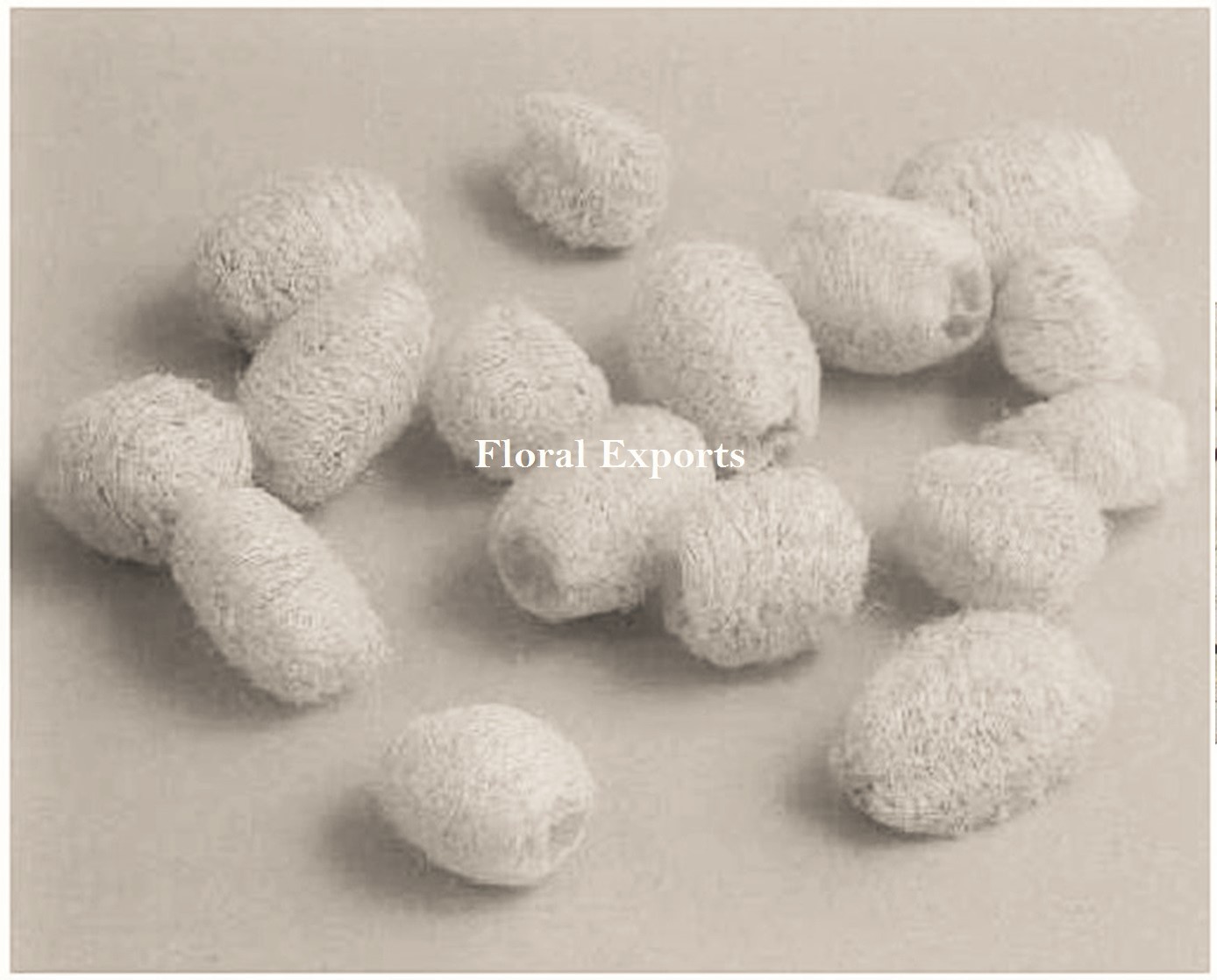 https://global.driedexotic.com/wp-content/uploads/2016/06/MINI-LUFFA-1.jpg