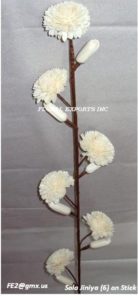 SOLA JINIYA (6) ON STICK